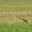 Hibou des marais en chasse